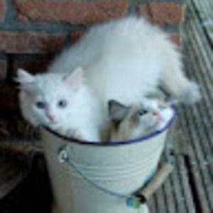 Meet your Posher, Tisha